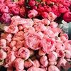 poshhpeonies